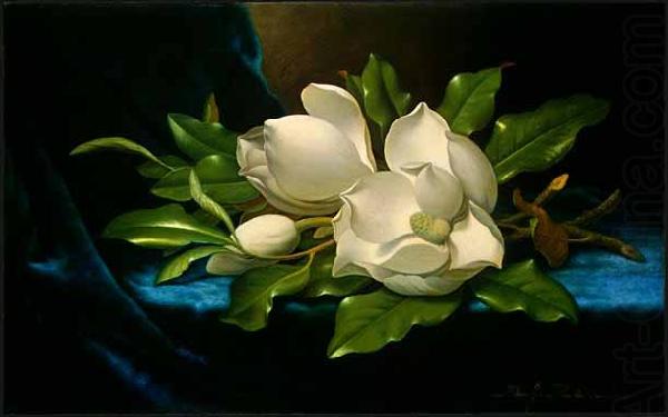 Giant Magnolias on a Blue Velvet Cloth, Martin Johnson Heade